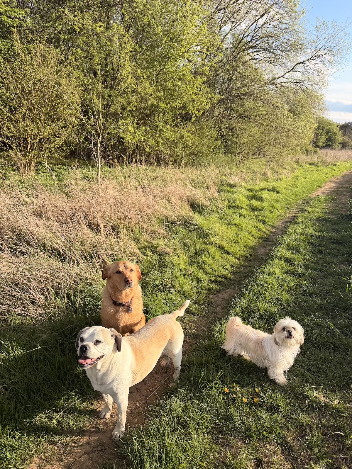 Three dogs on a sunlit field path on a spring morning in the Cotswolds